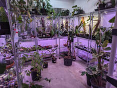 Our Classes are hosted at the plant gallery. Photographed here.