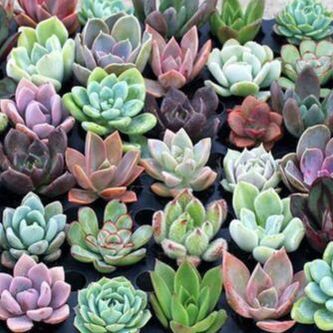 Succulents used in classes