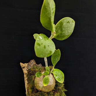 A mounted plant made in our mounting class