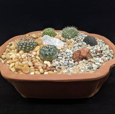 Cactus and succulent garden made in our cacti and succulent class
